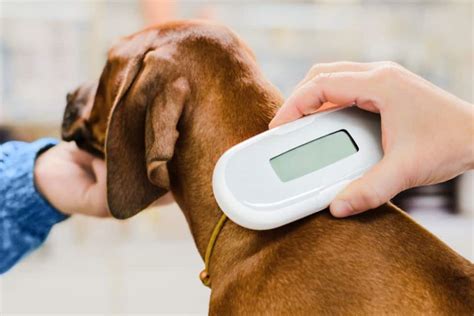 microchips for dogs